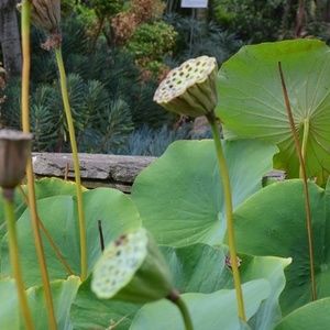 Meet your Posher, Belle